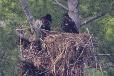Catskills Real Estate on Above  Fledgling Bald Eagles At A Nest Near The Gilboa Dam On June 4