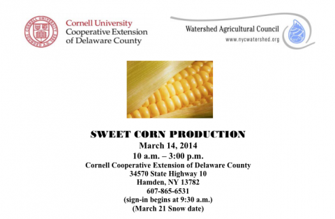 SWEET CORN PRODUCTION | Watershed Post