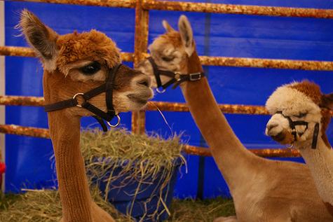 Alpacas at last year's dairy fest
