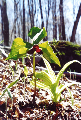 Harbinger of spring: Trillium erectum, the red trillium, is blooming now in the forest.