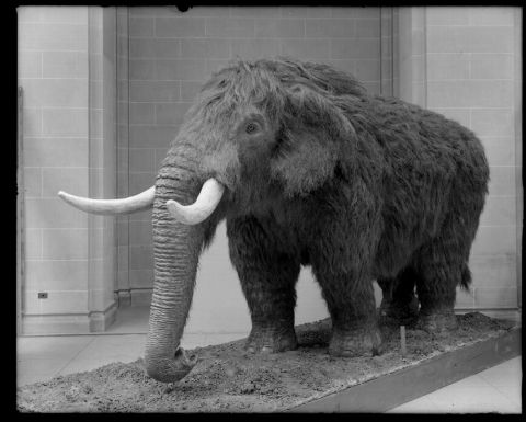 When mammoths and mastodons roamed New York | Watershed Post