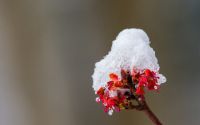 Snow on maple buds in Monticello on April 3