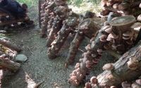 Log-grown Shiitake Mushrooms